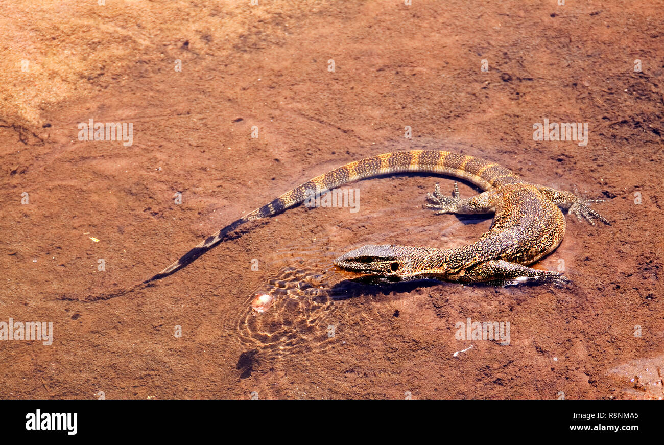 Nile monitor lizard egg hires stock photography and images Alamy