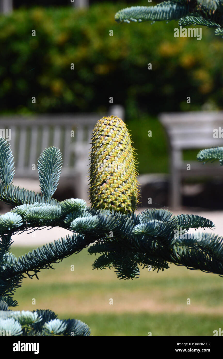 The Cone of the Abies procera (Glauca Group) 'Glauca Prostrata' Fir Tree at RHS Garden Harlow Carr, Harrogate, Yorkshire.UK. Stock Photo