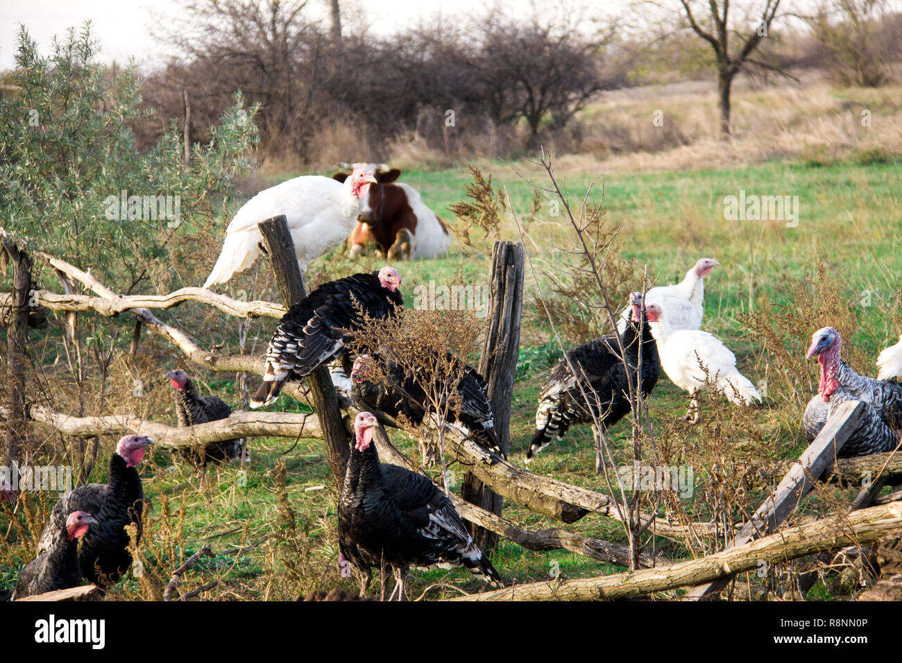 turkeys graze near a wooden fence in the village Stock Photo
