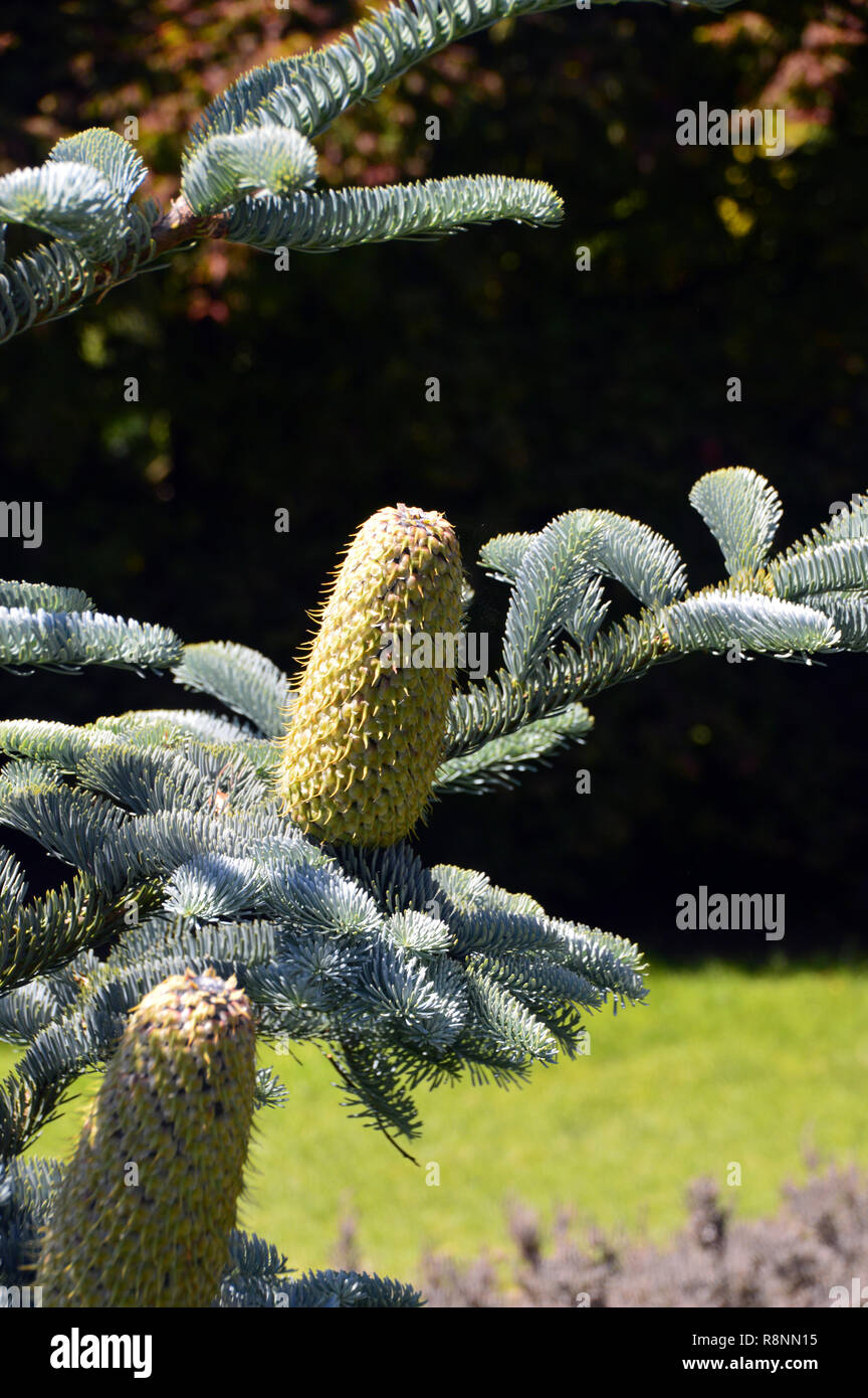 The Cones of the Abies procera (Glauca Group) 'Glauca Prostrata' Fir Tree at RHS Garden Harlow Carr, Harrogate, Yorkshire. UK. Stock Photo