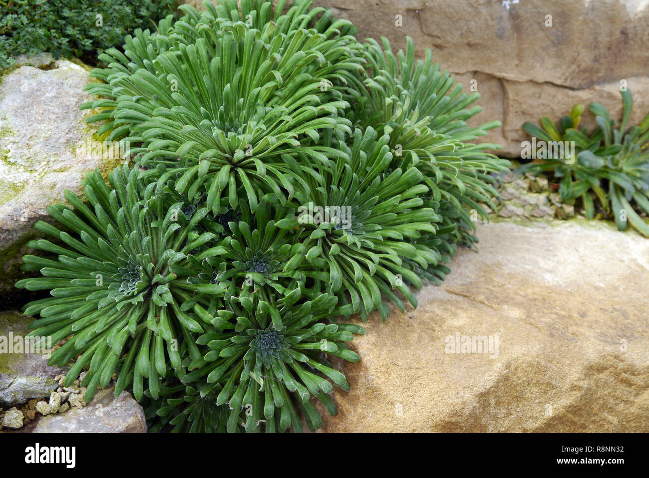 Saxifraga Longifolia Hybrid Alpine Plants grown in the Alpine House at RHS Garden Harlow Carr, Harrogate, Yorkshire. England, UK. Stock Photo