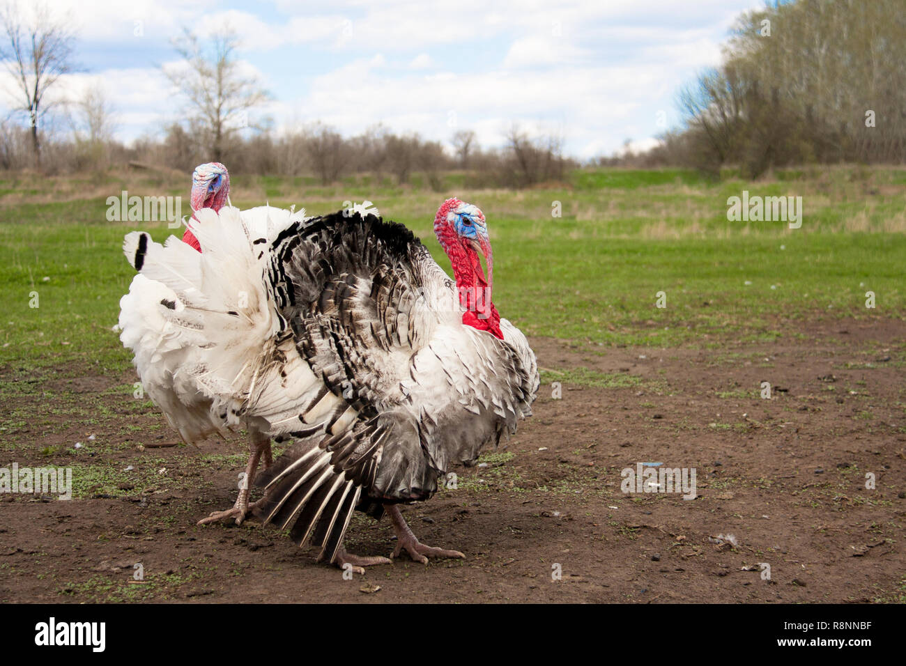 turkey male or gobbler in the village grazing Stock Photo