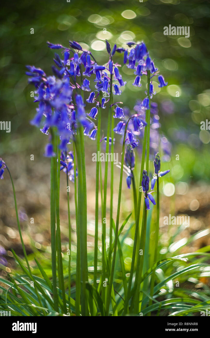 A White Bluebell Plant Hyacinthoides Non Scripta With Flowers And Out Of Focus Forest With Bluebells On The Ground In Late Afternoon Spring Uk Stock Photo Alamy