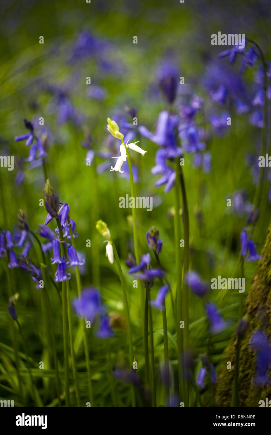 A white bluebell plant ( Hyacinthoides non-scripta ) with flowers and out of focus forest with bluebells on the ground in Spring, UK Stock Photo