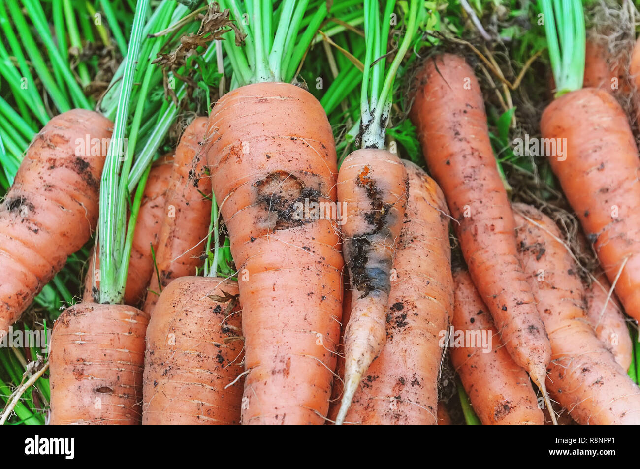 Carrot fly hires stock photography and images Alamy
