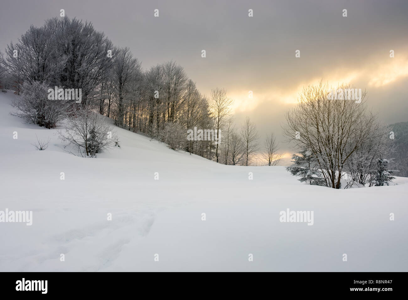 gorgeous winter sunrise in mountains. trees in hoarfrost on a snow covered hill. glowing overcast sky above the distant ridge Stock Photo