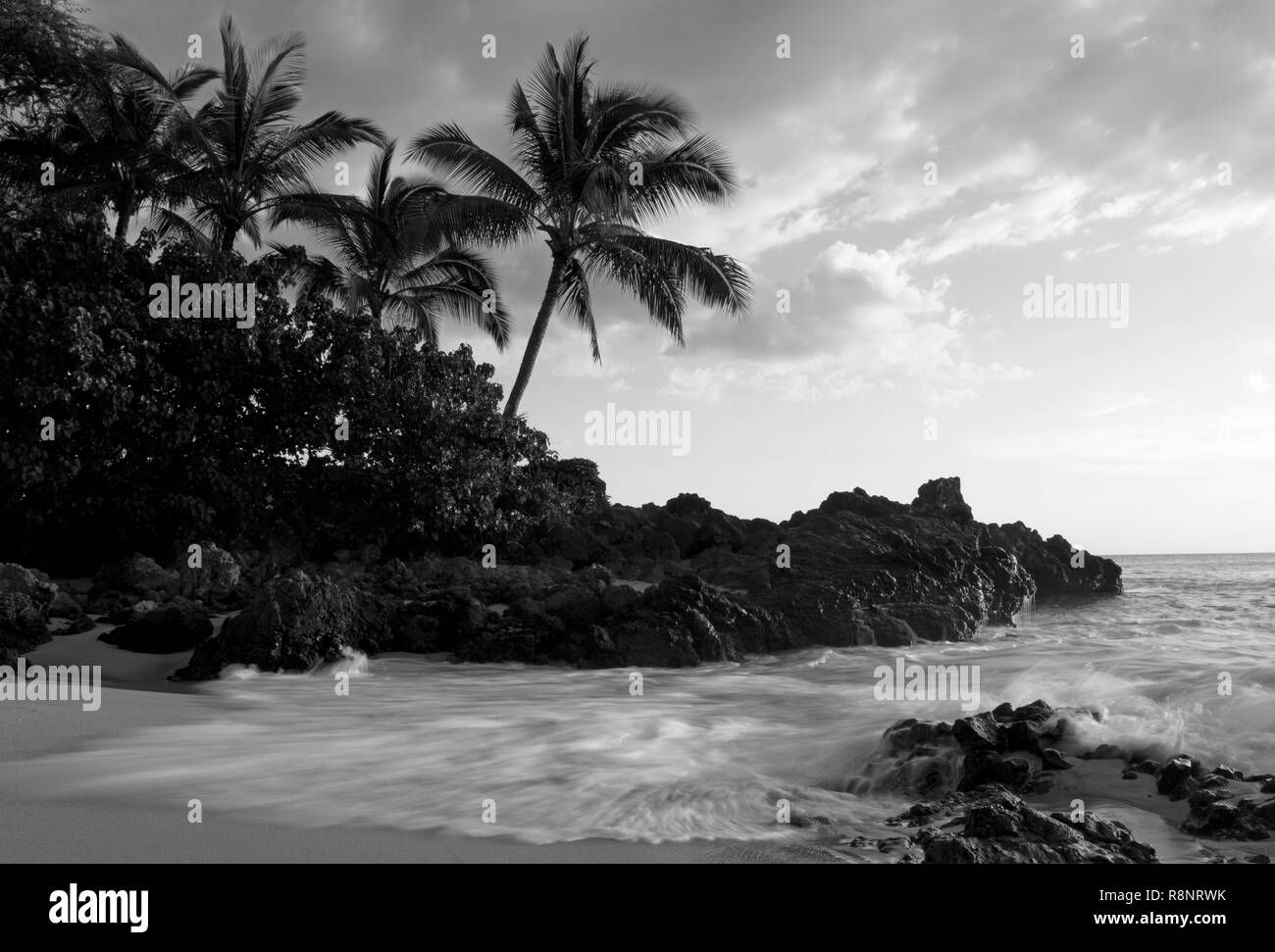 Tropical trees maui, hawaii Black and White Stock Photos & Images - Alamy
