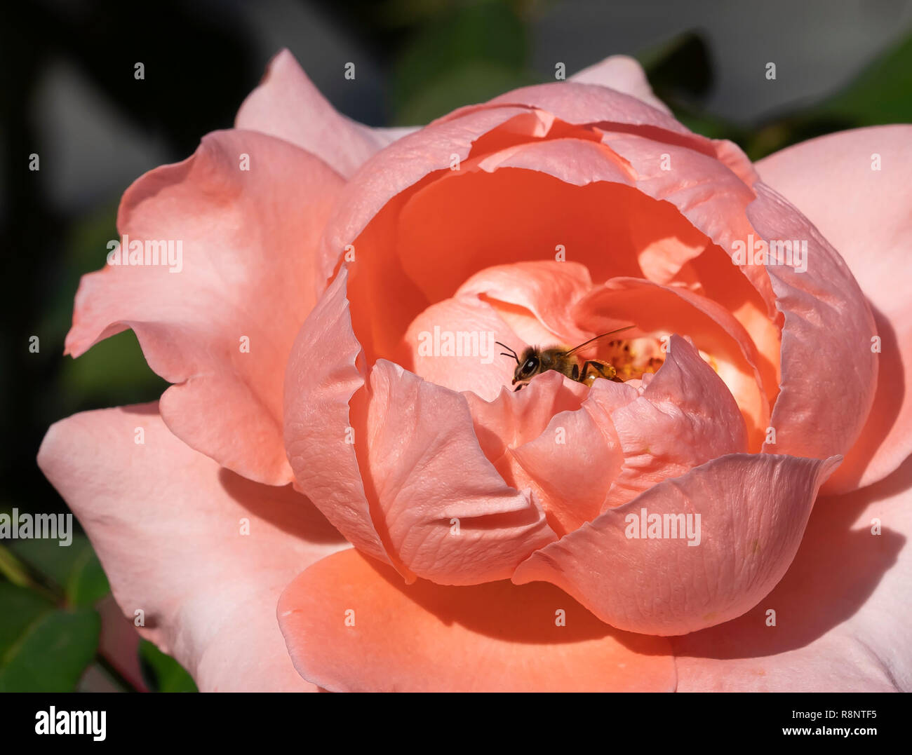 Honey bees on blossoms hi-res stock photography and images - Alamy