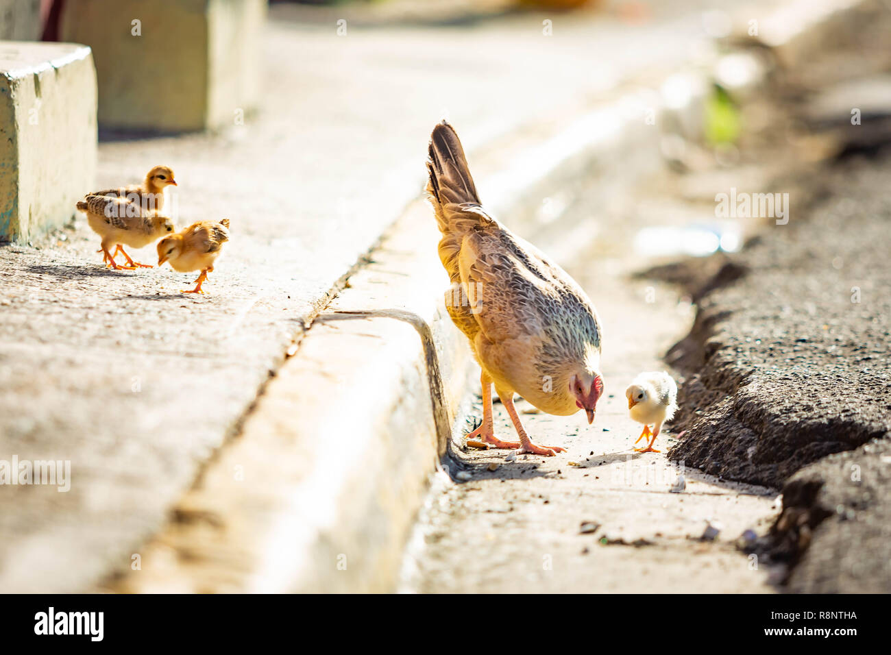 Mother hen with chickens on the street wild grow Stock Photo