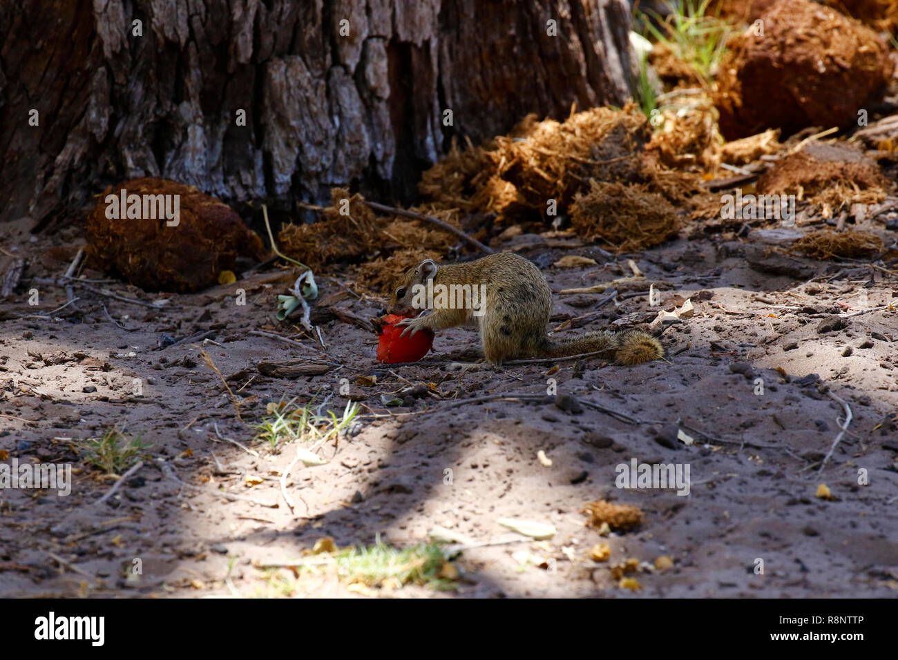 African Bush Squirrel eating a tomato Stock Photo Alamy