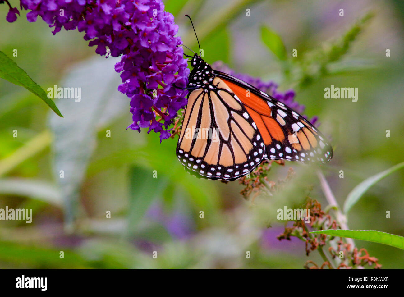 Monarch butterfly Danaus plexippus feeding on purple butterfly b Stock ...