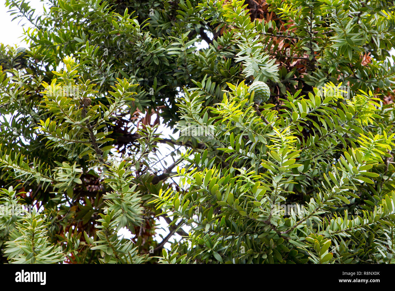 A young Kauri tree growing in Victoria Square, Christchurch, New Zealand Stock Photo