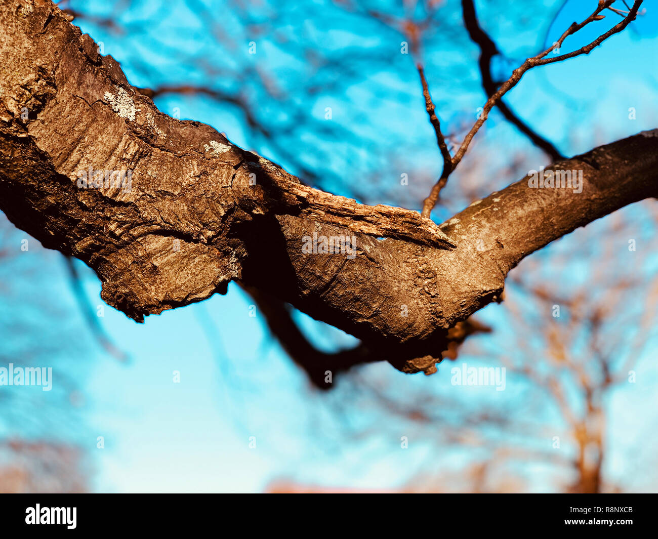 Depth of field branch hi-res stock photography and images - Alamy