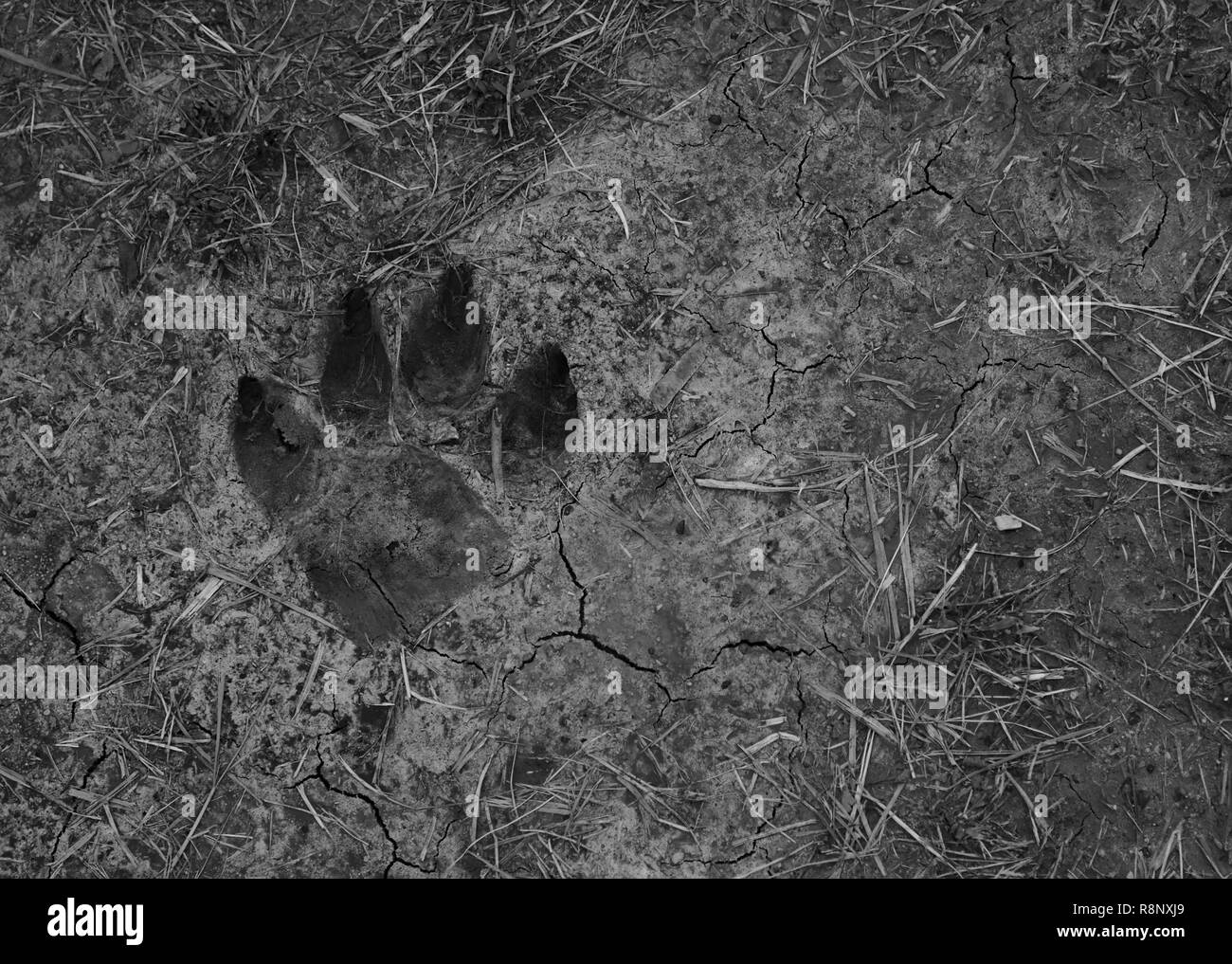 Close up view of dog paw imprint on soil Stock Photo