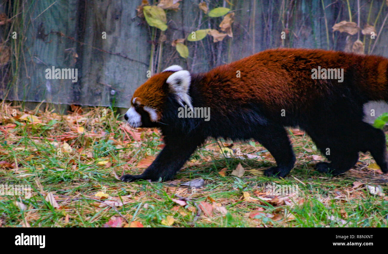 Panda eye close up hi-res stock photography and images - Alamy