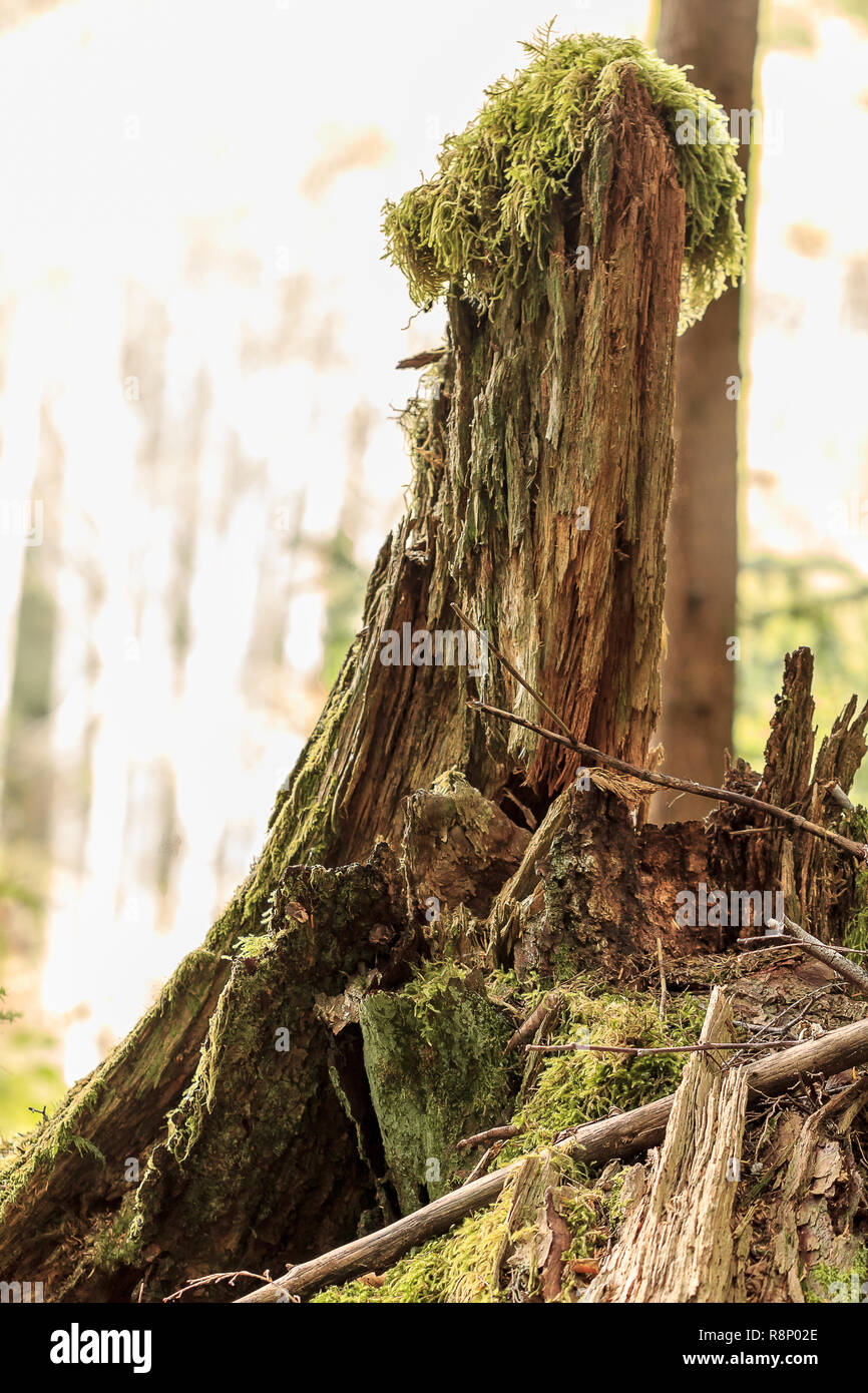 fluffy moss covered trunks splinter and dry in summer Stock Photo - Alamy