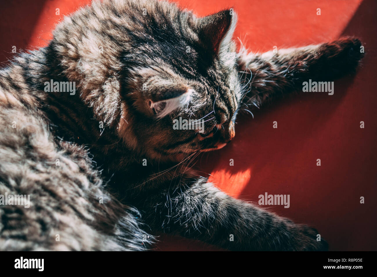 Cat lies on red floor under sun rays Stock Photo