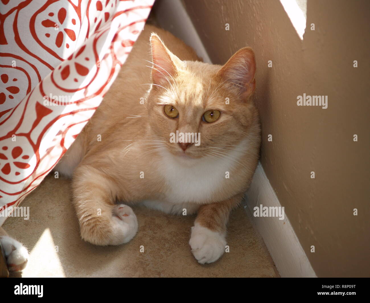 Cute Orange Tabby Tuxedo Cat Portrait 