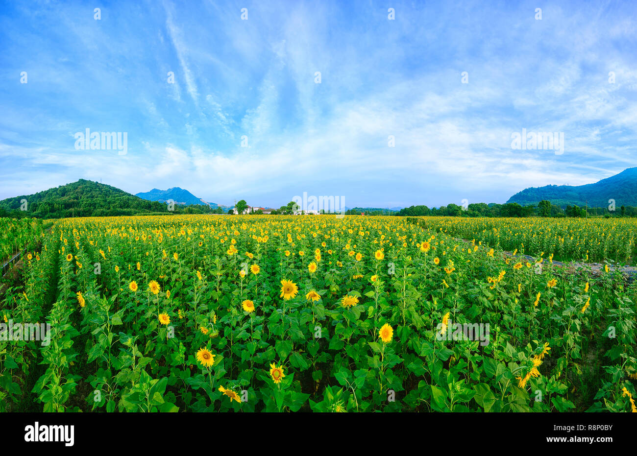 Field of sunflowers and blue sky Stock Photo