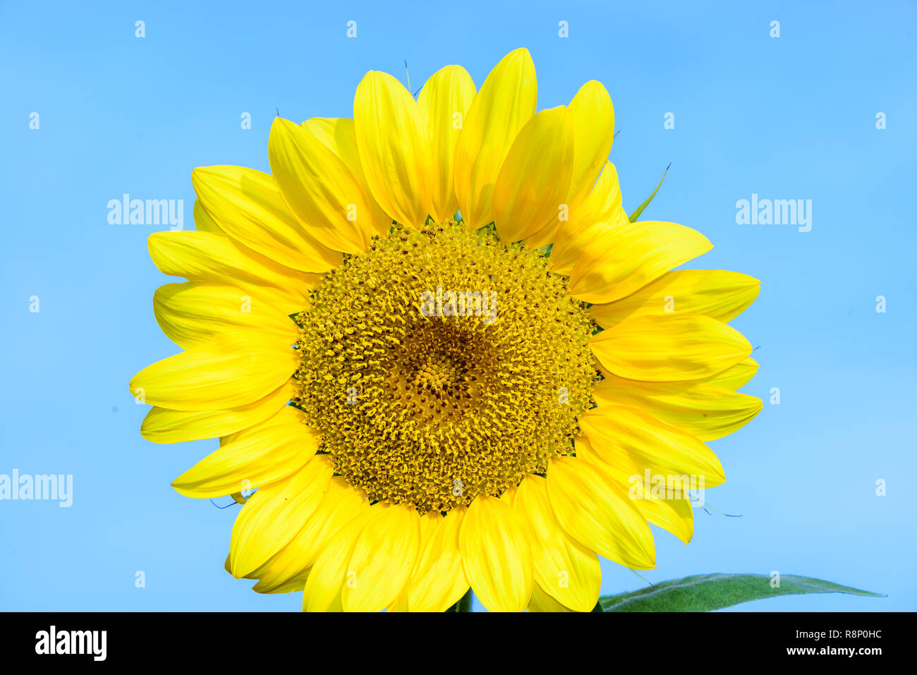 Field of sunflowers and blue sky Stock Photo - Alamy