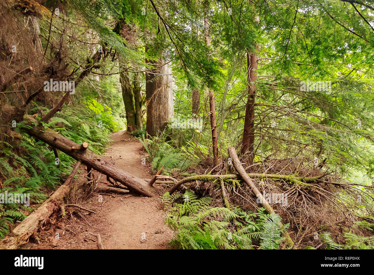 fallen trees stretch over path in august forest Stock Photo