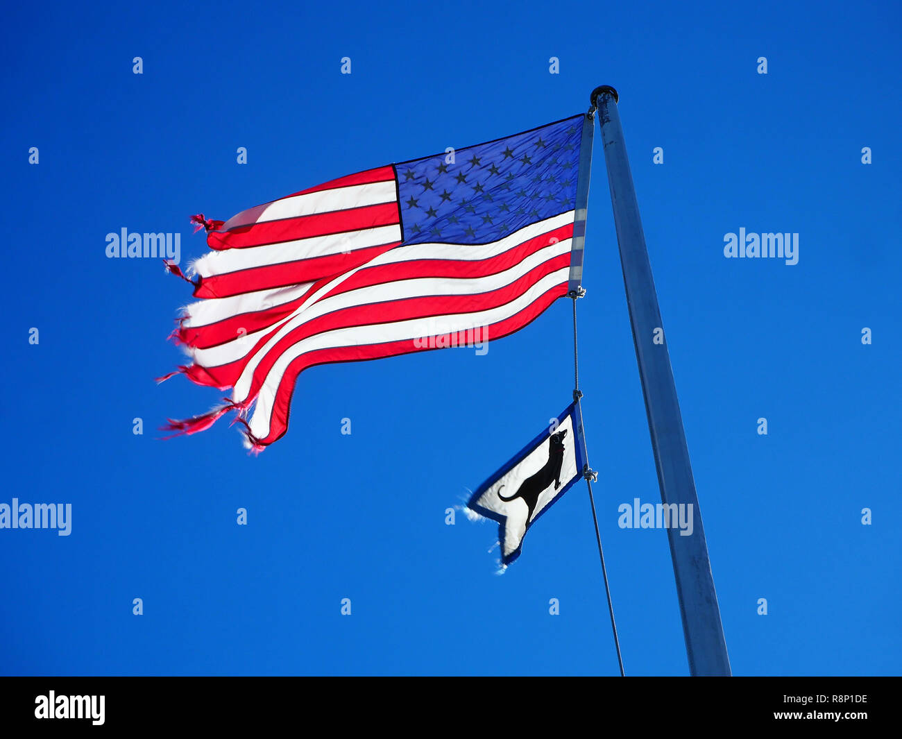 Torn US flag blowing in the wind. Stock Photo
