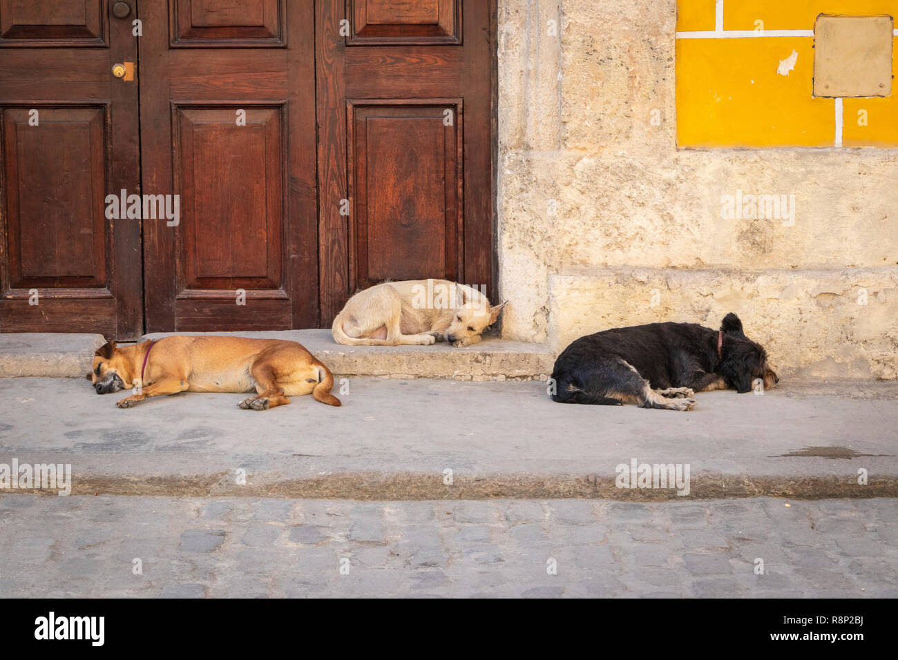 Why Do Dogs Sleep By Doors