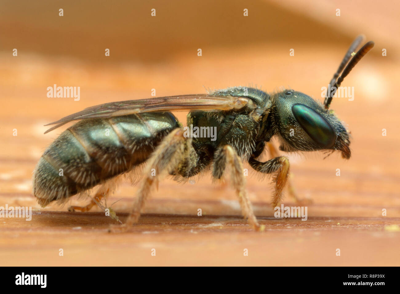 Tiny green wasp Stock Photo
