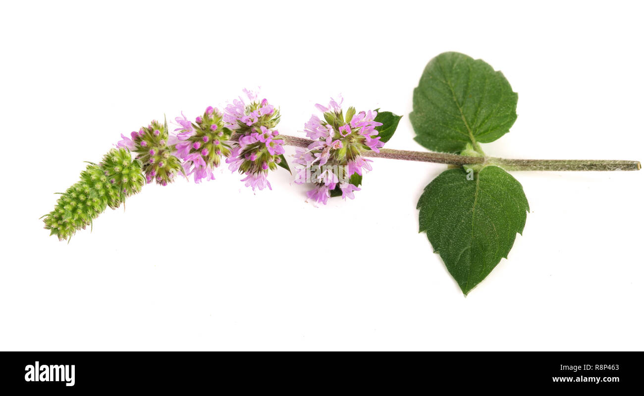 fresh peppermint herb with flowers isolated on white background Stock Photo