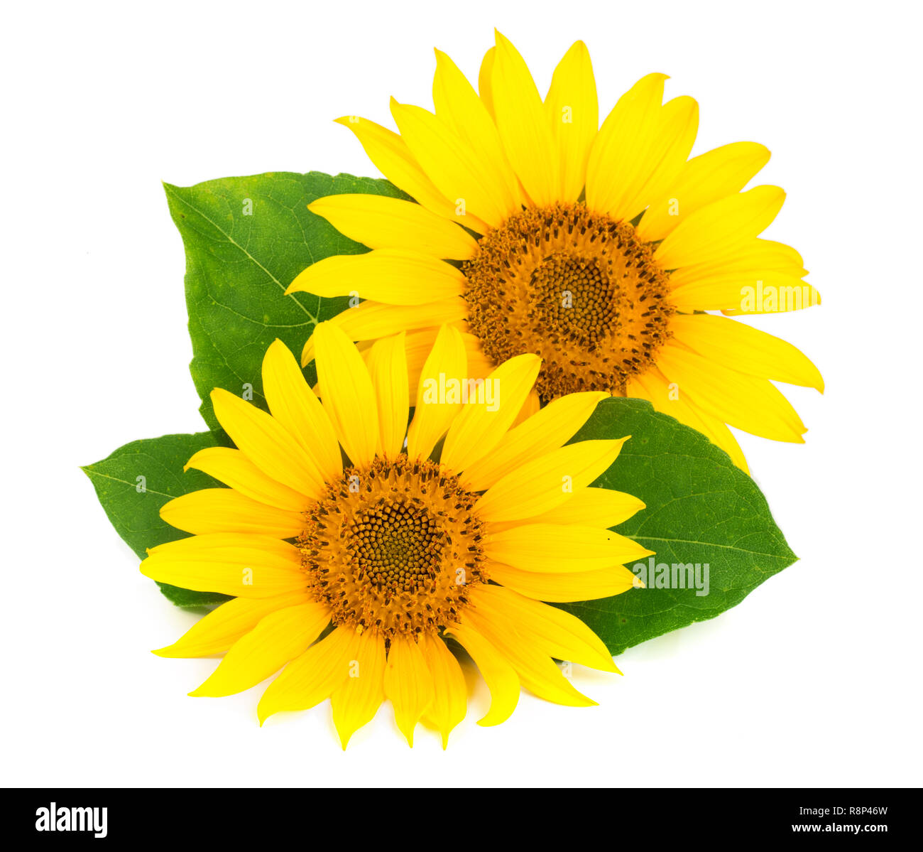 Two sunflowers with leaves isolated on white background Stock Photo - Alamy