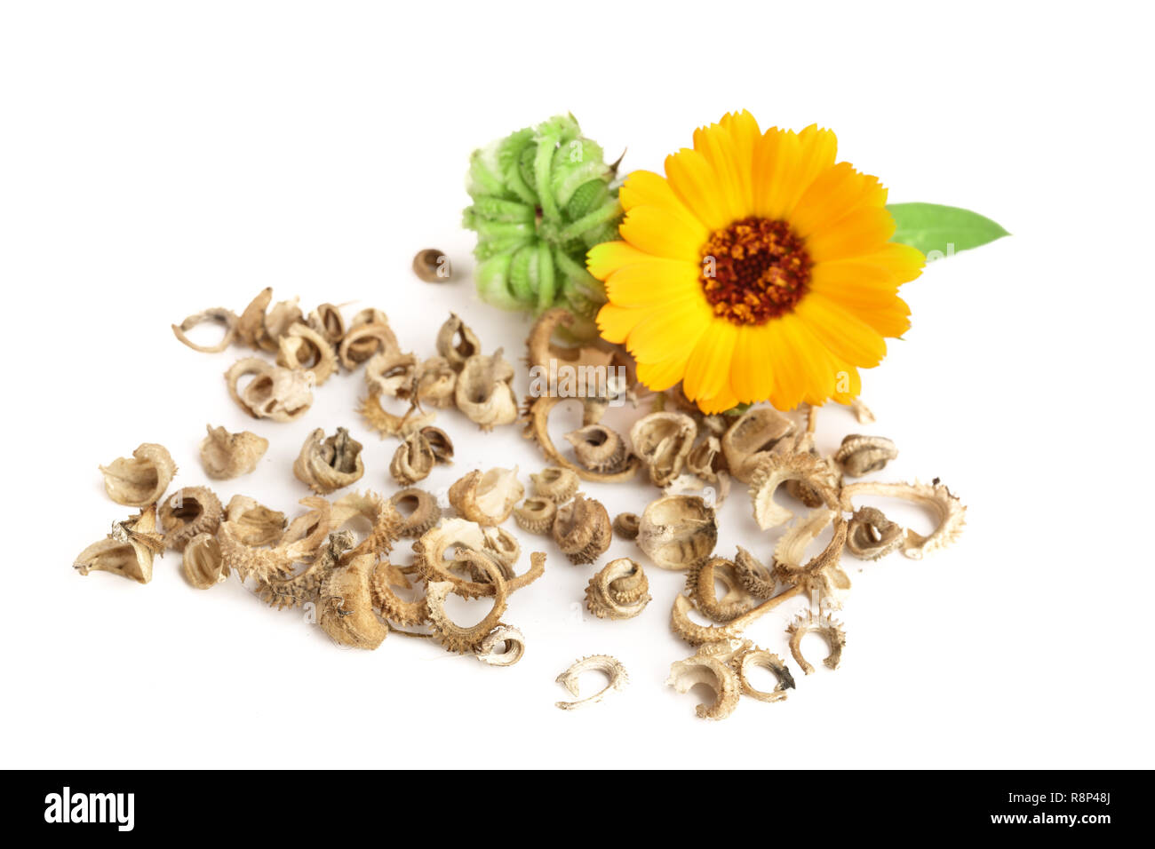 Calendula Marigold Flower With Seeds Isolated On White Background Stock Photo Alamy