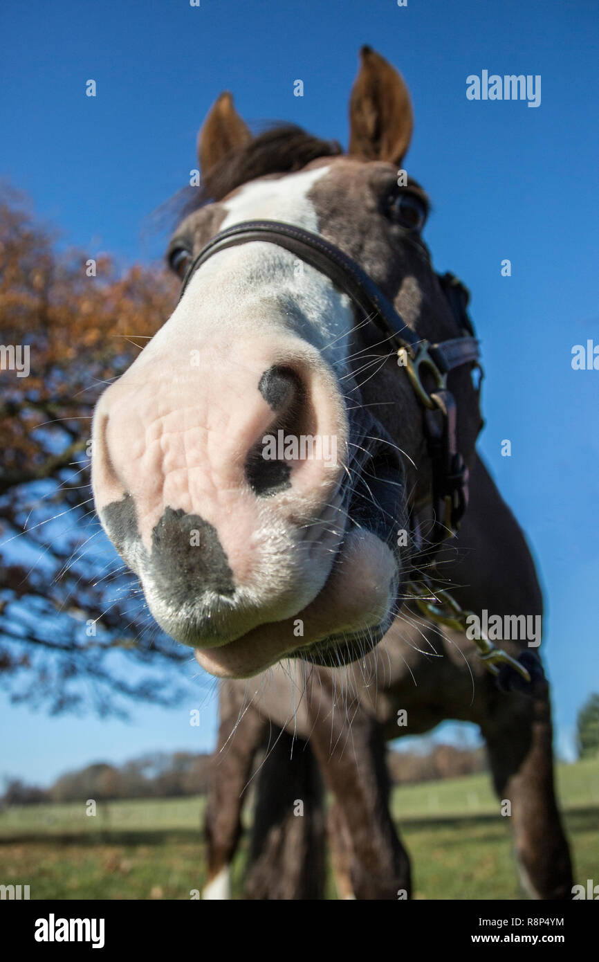 Horse Face Close Up Stock Photos & Horse Face Close Up Stock Images Alamy