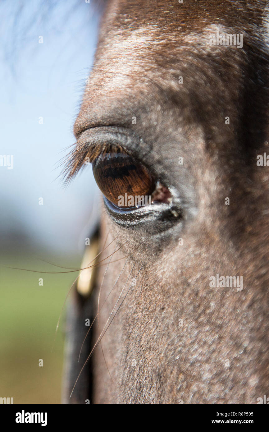 close up of horses eye and eyelashes, showing soft focus background of