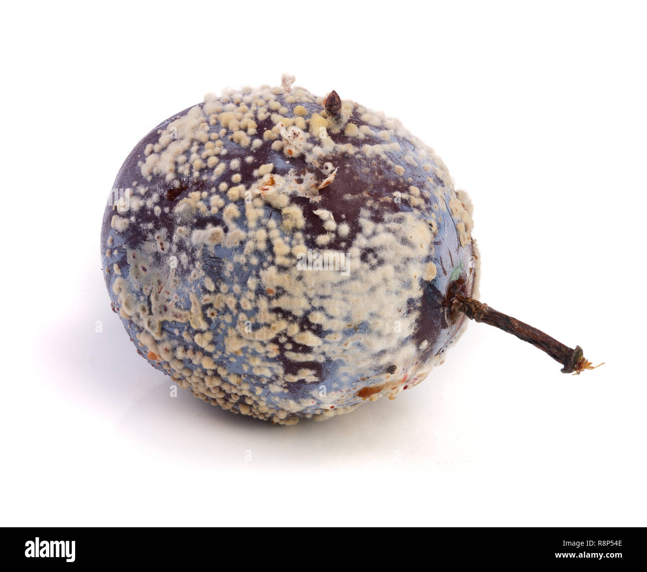 moldy plum isolated on white background closeup Stock Photo