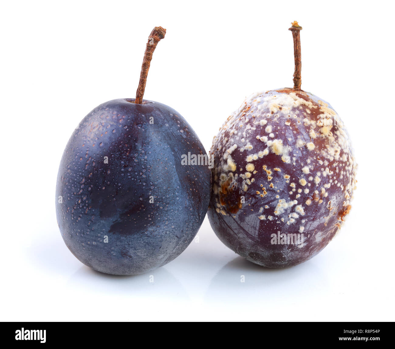 moldy and good plum isolated on white background closeup Stock Photo
