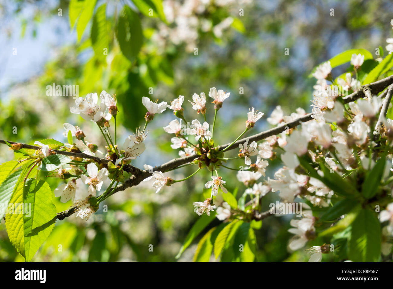 Prunus mahaleb flowering on a sunny bright Day. Stock Photo