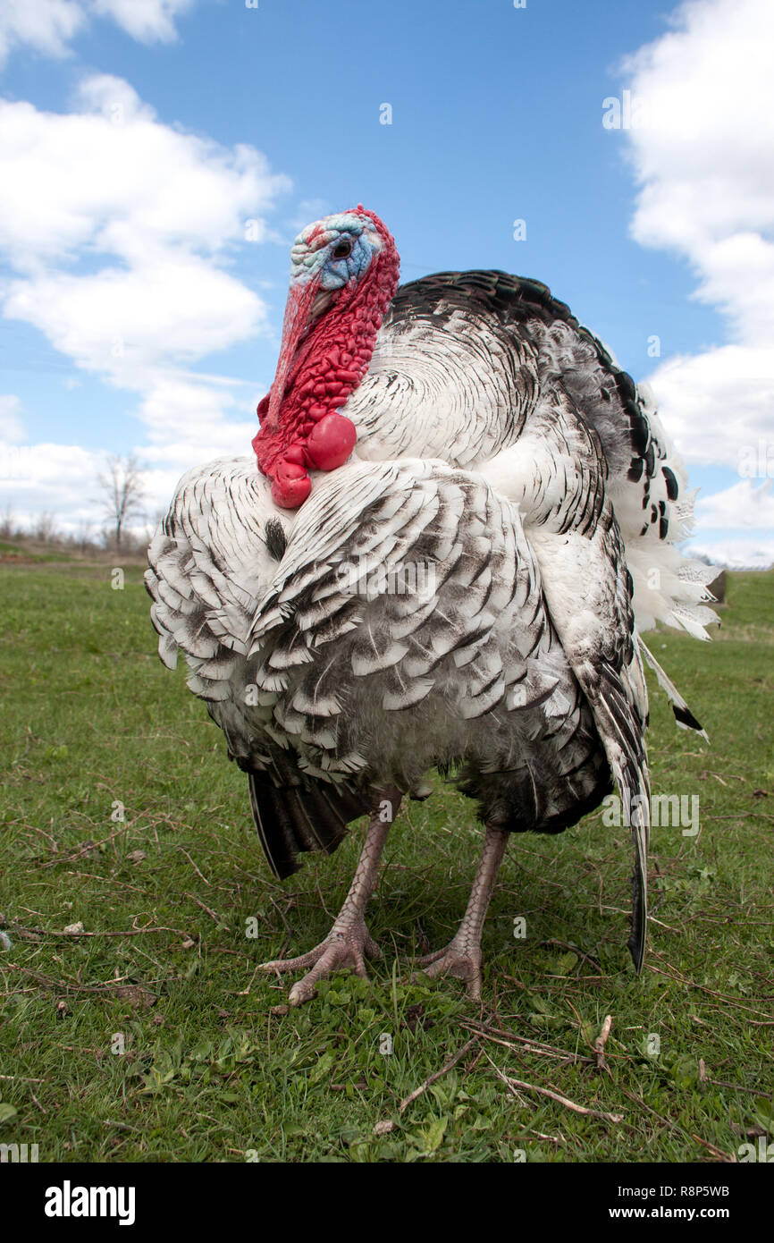 turkey male or gobbler closeup on the blue sky background Stock Photo