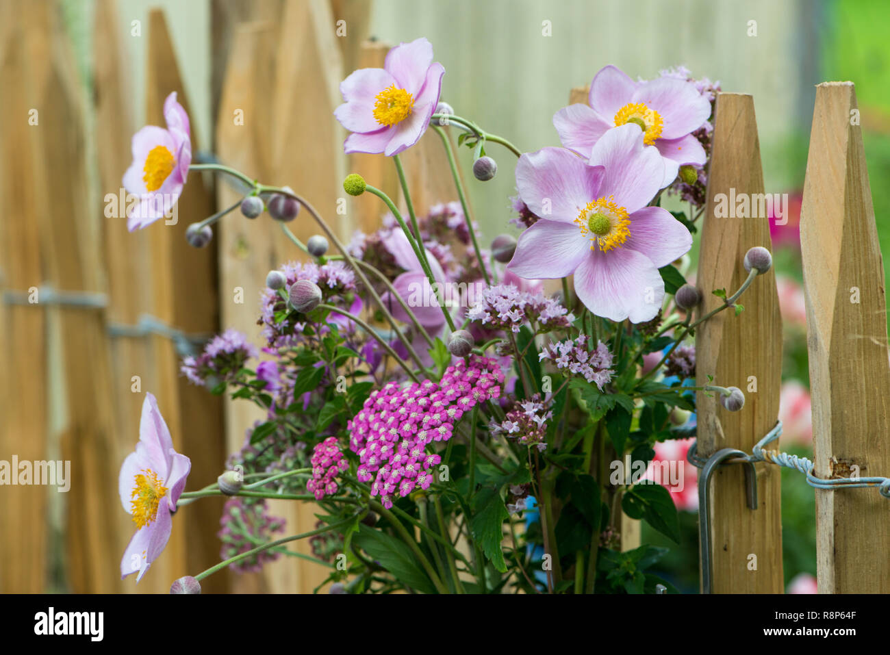 Colourful flowers in a summer garden Stock Photo