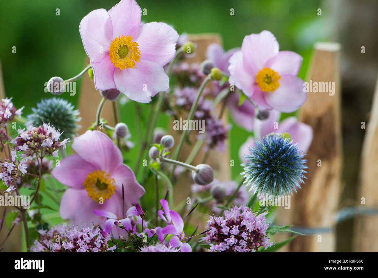 Colourful flowers in a summer garden Stock Photo