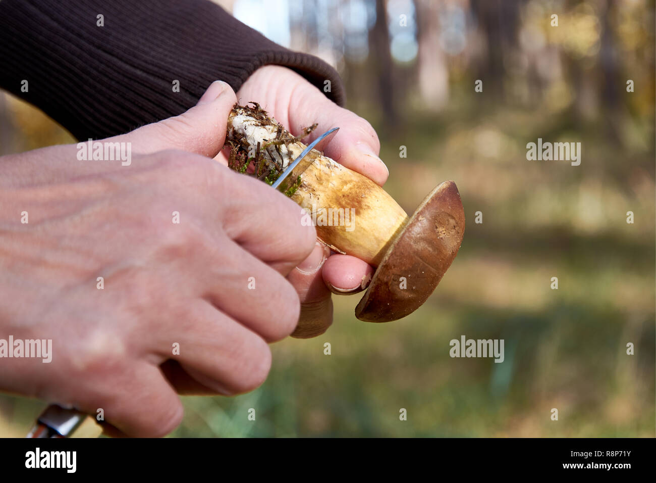 Detail of woman's hand cleaning boletus or mushroom a knife in the woods on a summer sunny day Stock Photo