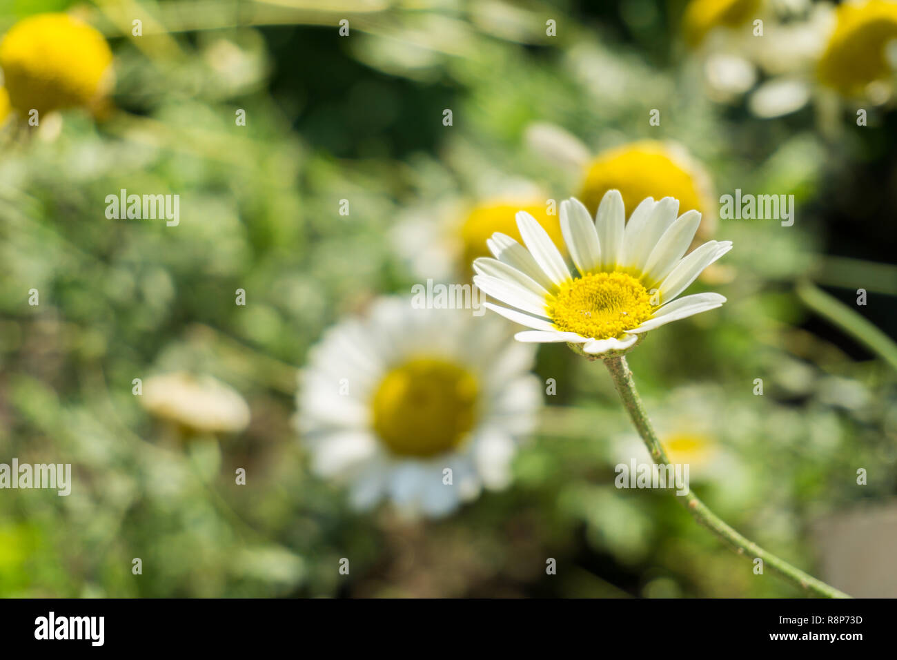 Close-up of a white Cota tinctoria Flower. Stock Photo