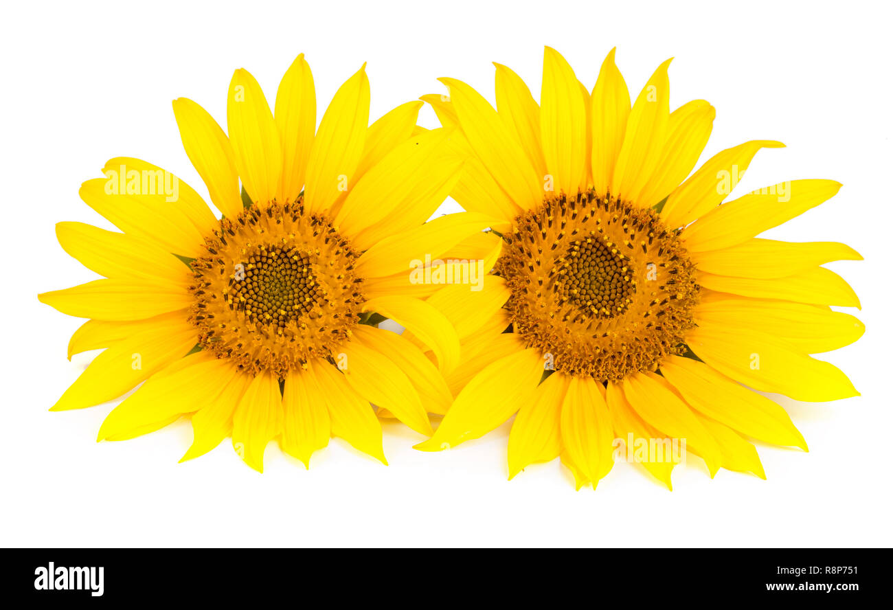 Close up two sunflowers hi-res stock photography and images - Alamy