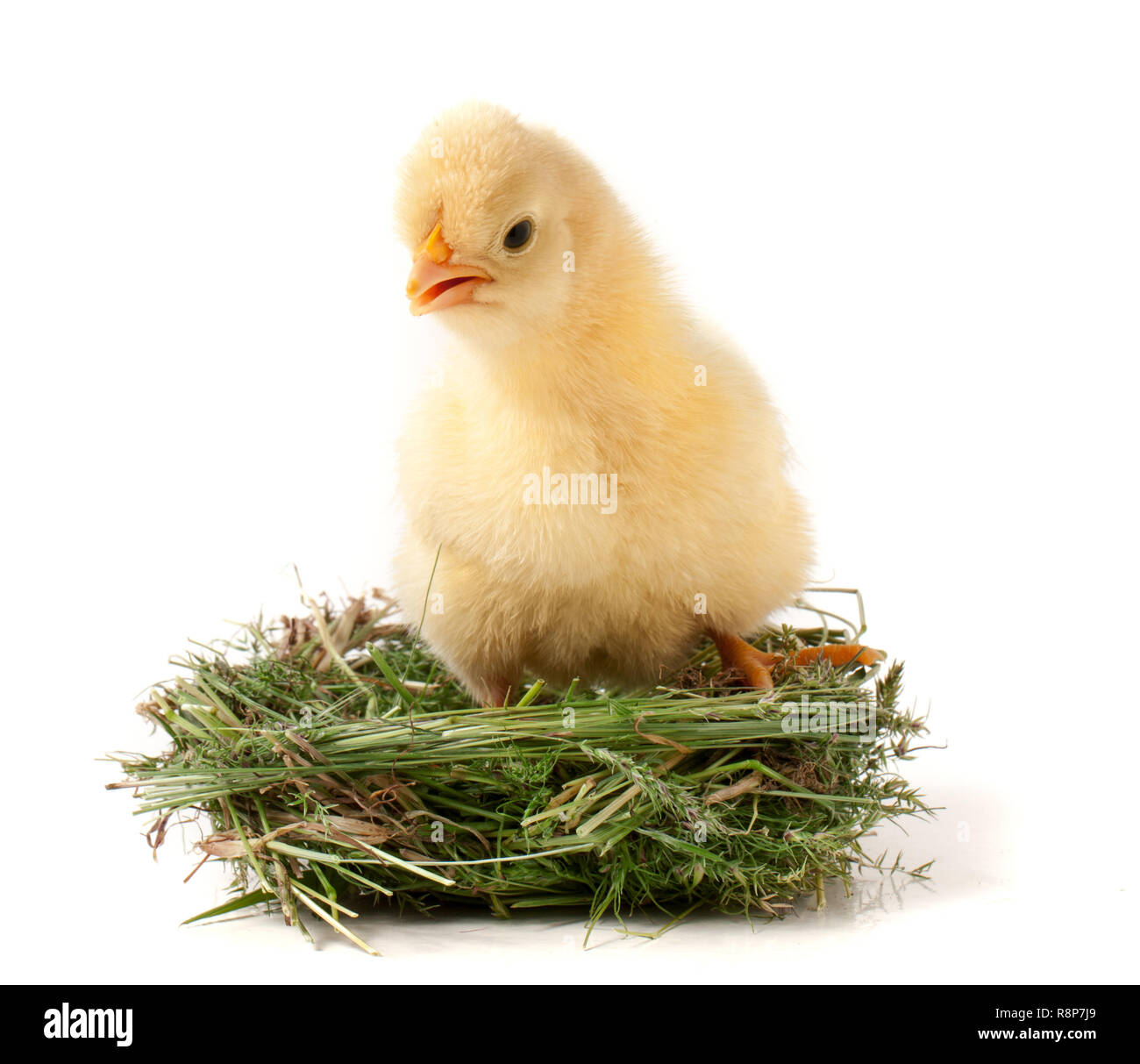baby chicken in the straw nest on white background Stock Photo - Alamy