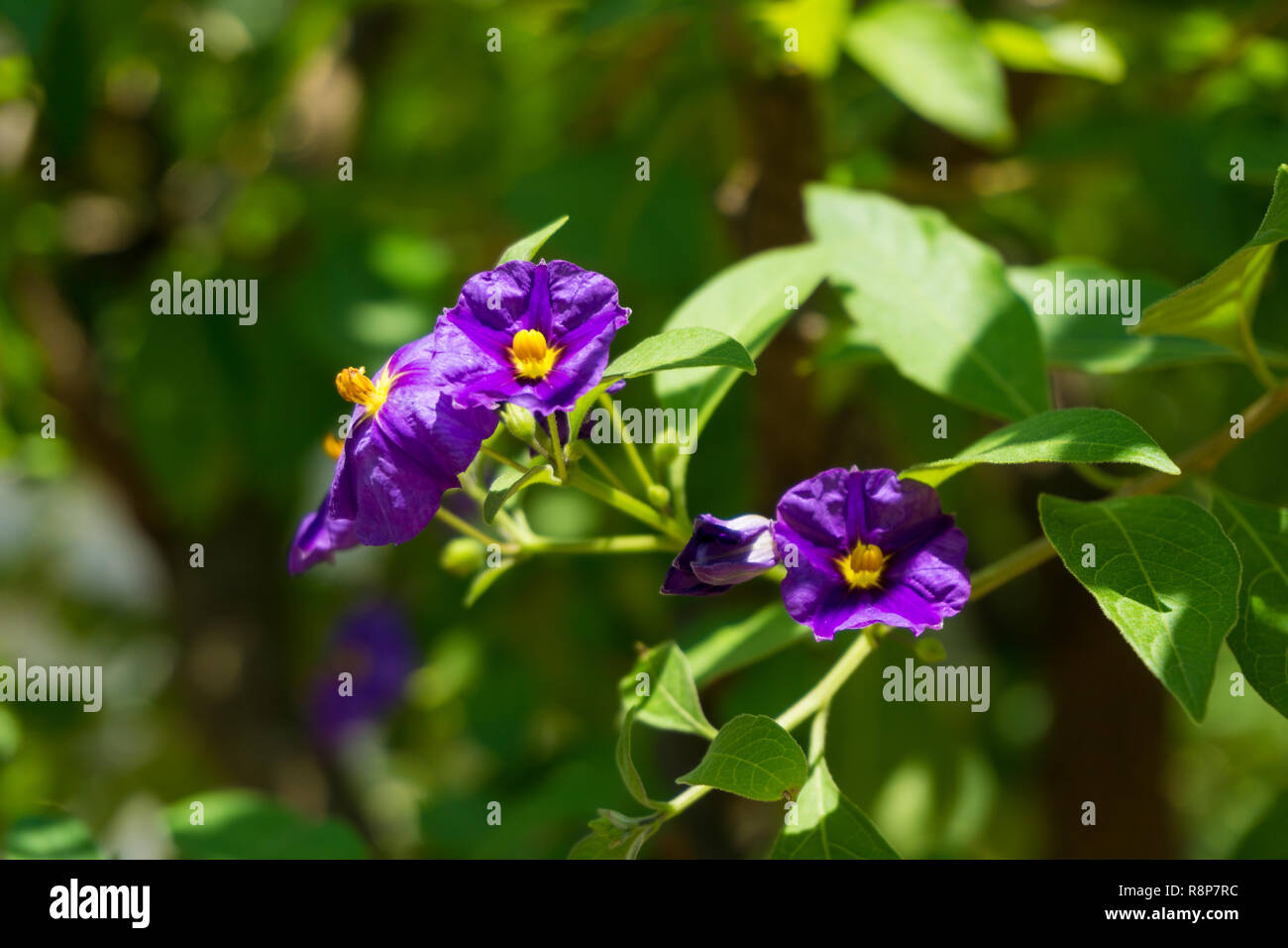 Close-up of flowering Blue Potato Bush (Lycianthes rantonnetii) Flowers on a sunny Day. Stock Photo