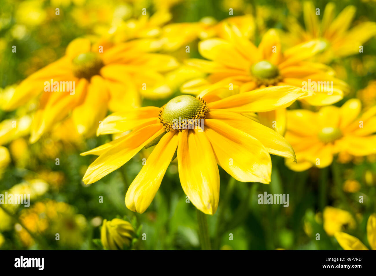 Close-up of yellow Euryops chrysanthemoides (African Bush Daisy) Flowers in Summer. Stock Photo