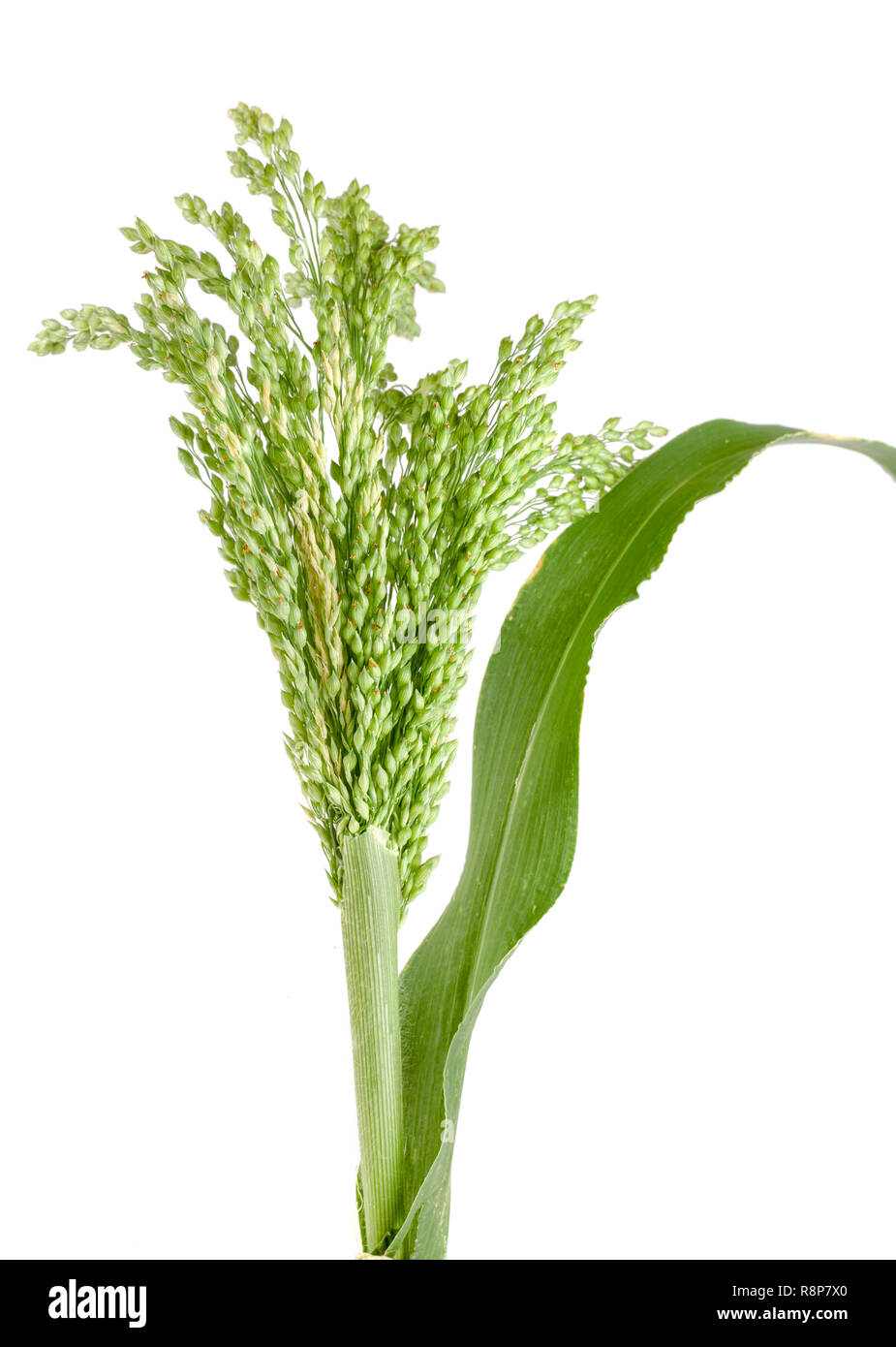 Millet plant crop hires stock photography and images Alamy