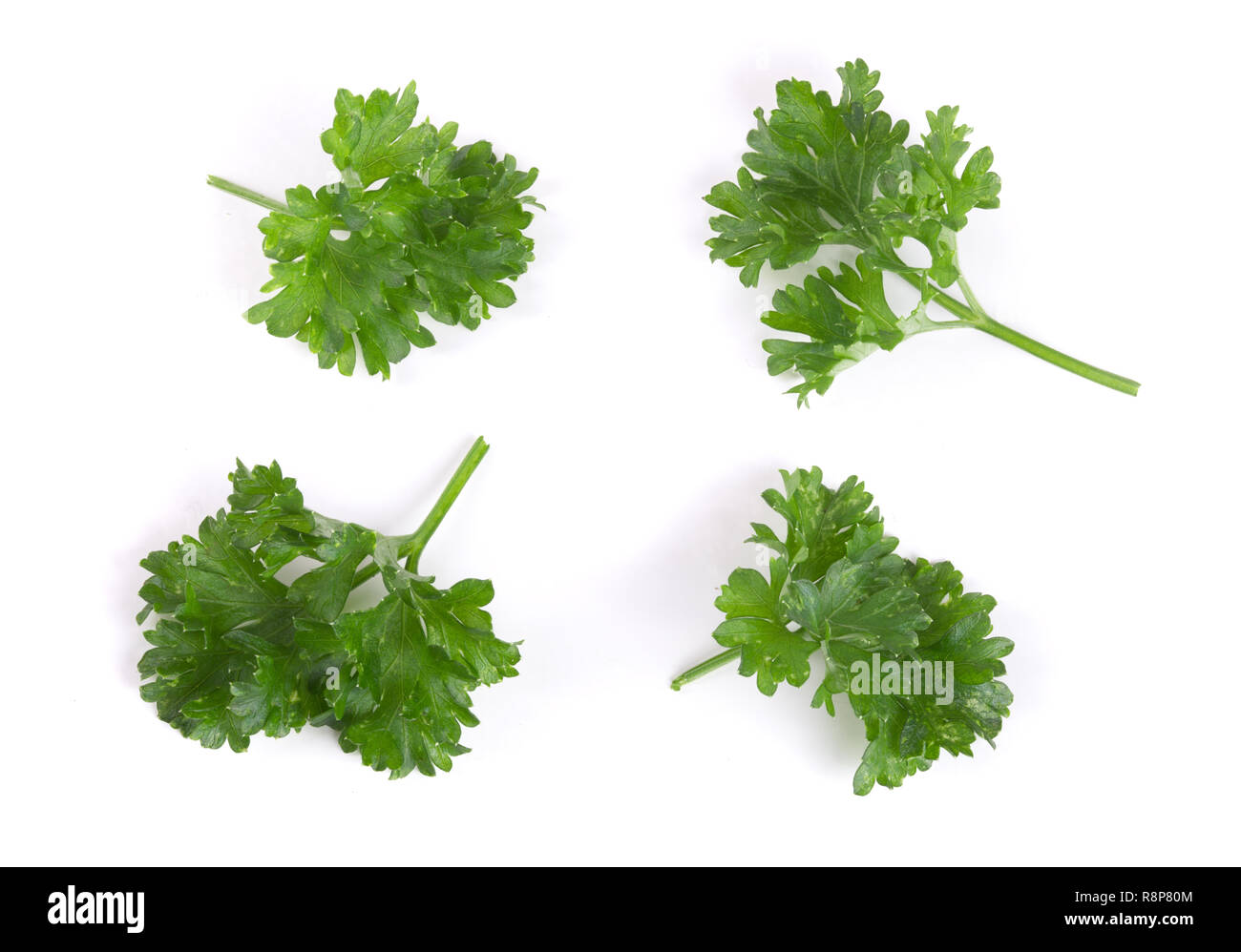 Curly parsley isolated on a white background Stock Photo Alamy