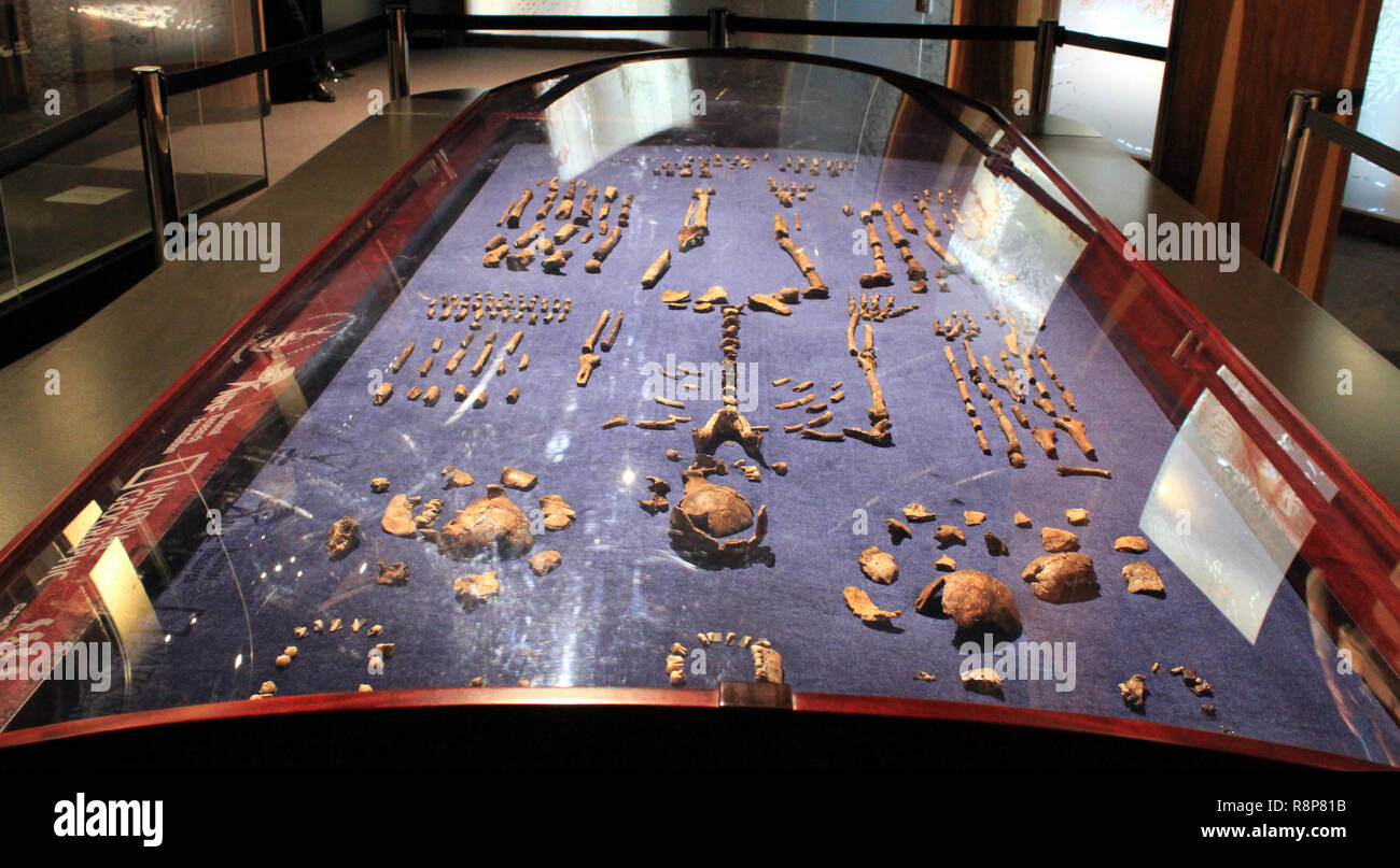 Human Evolution Fossil Stock Photo Alamy human-evolution-fossil-stock-photo-alamy