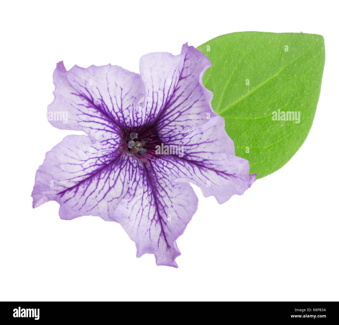 violet flower of petunia with green leaves isolated on white background Stock Photo