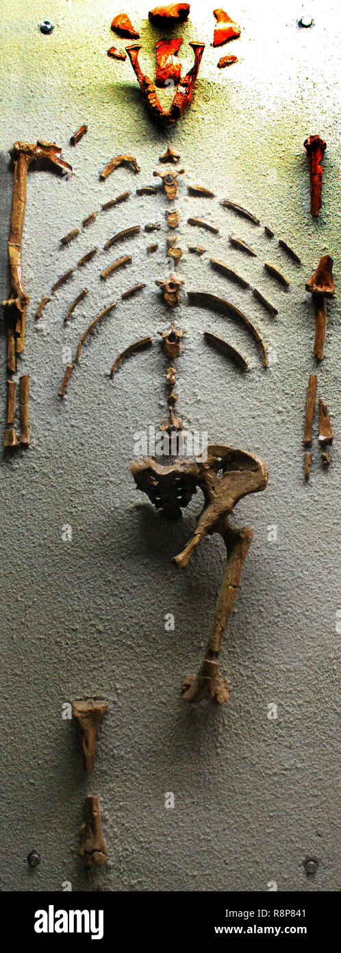 Human evolution fossil Lucy Stock Photo